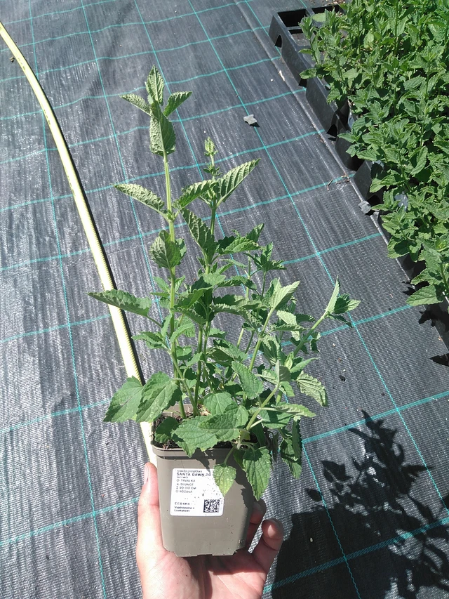 Šanta Dawn to Dusk - 24. 6. 2025