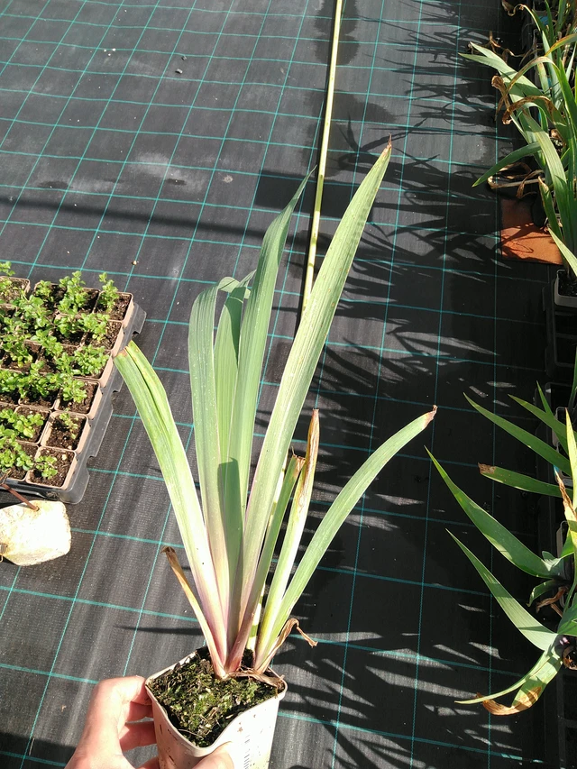 Iiris Lent A. Williamson - 24. 6. 2025