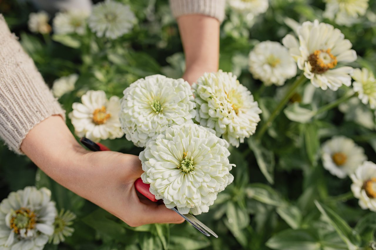 Cínie Benary’s Giant White, Loukykvět