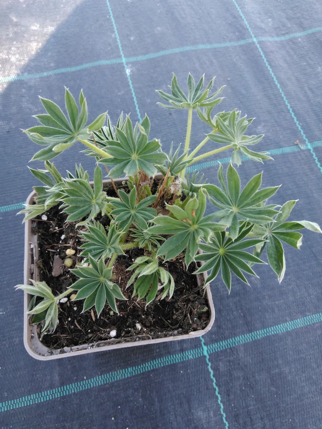 Altramuz Gallery White - 3. 4. 2025