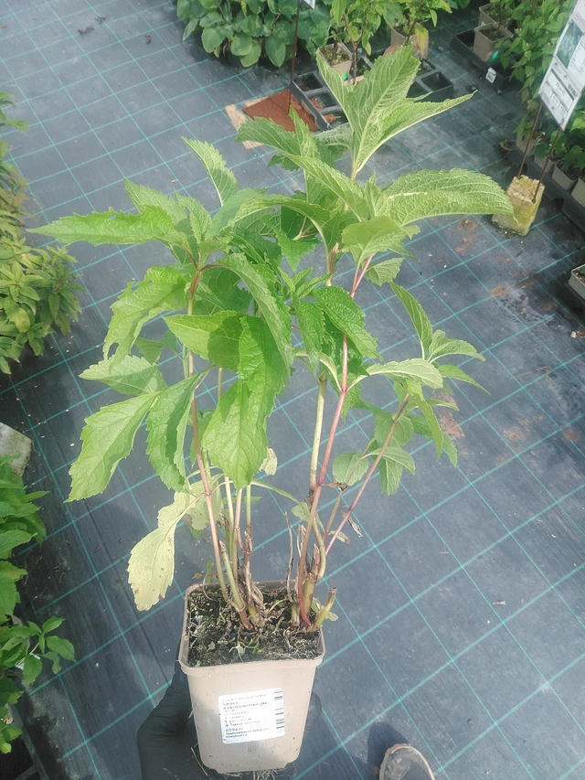 Maitohorsma Atropurpureum - 10. 9. 2025