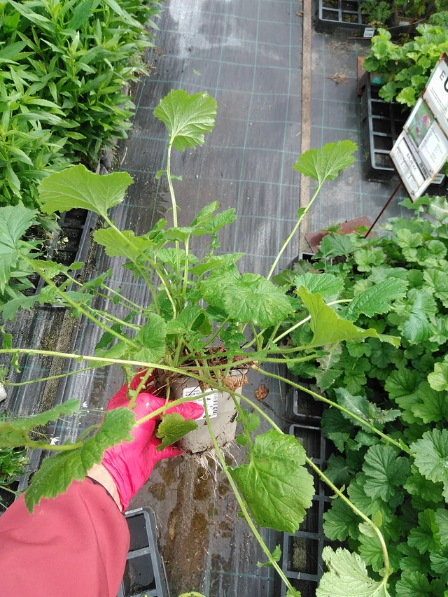 Geum rivale - 29. 7. 2025