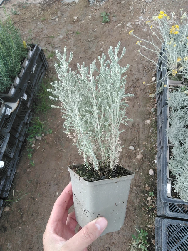 Santolina chamaecyparissus - 1. 8. 2025