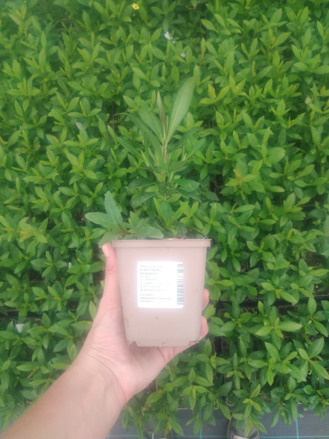 Flox Franz Schubert - 2024