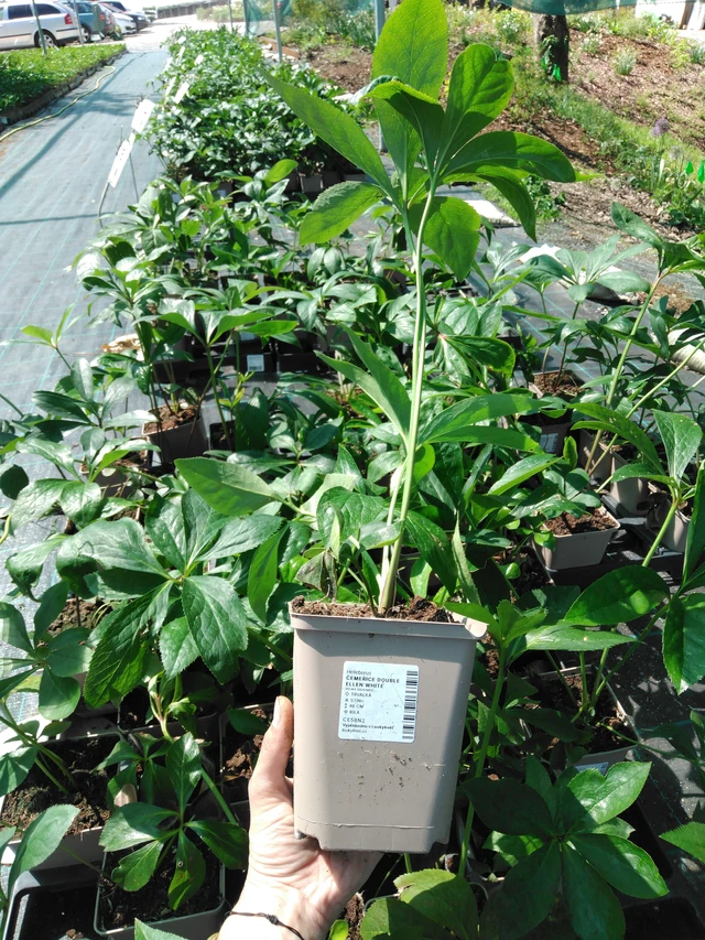 Čemeřice Double Ellen White - 2024