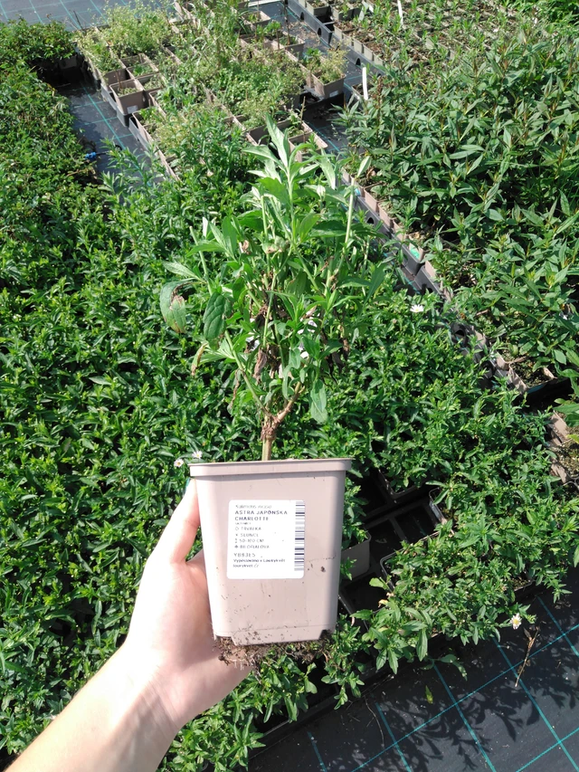 Aster japonská Charlotte - 2024