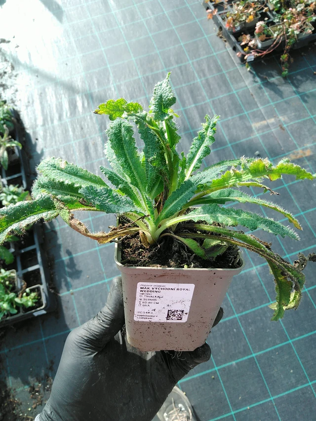 Idänunikko Royal Wedding - 31. 10. 2025