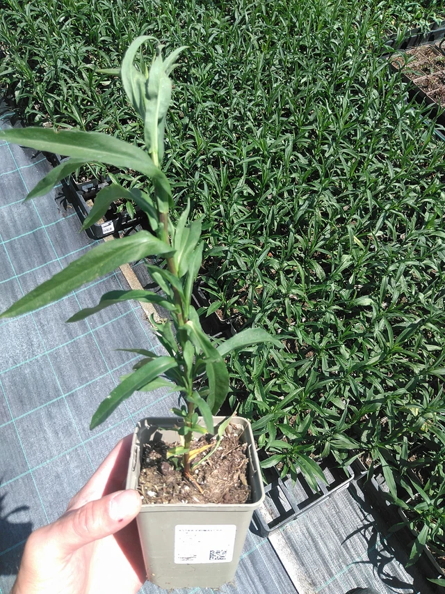 Aster Primavera - 24. 6. 2025