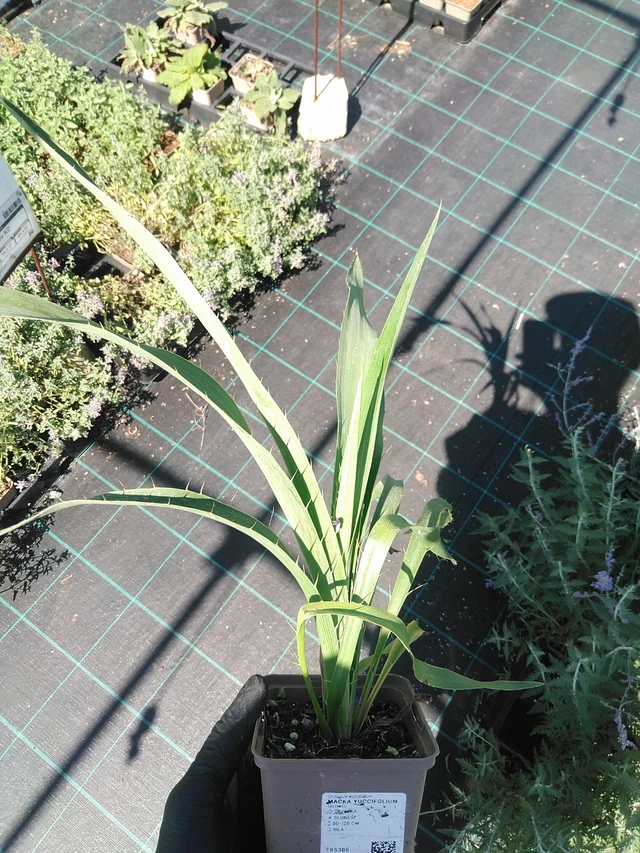 Cardo corredor yuccifolium - 19. 8. 2025