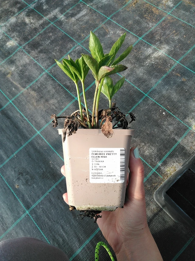 Hunyor Pretty Ellen Pink - 7. 4. 2026