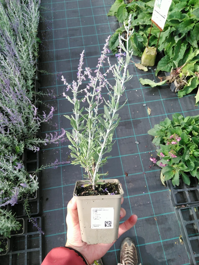 Perovskie Little Spire - 28. 7. 2025