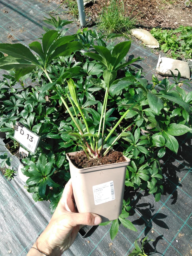 Hellebore Pretty Ellen Red - 2024