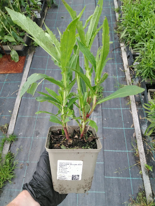 Sneezeweed Helena Red Shades - 10. 9. 2025