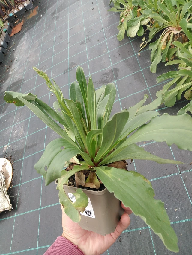 Statice Scarlet Diamond - 7. 7. 2025