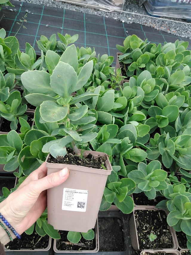 Rozchodník Brilliant - 9. 6. 2025