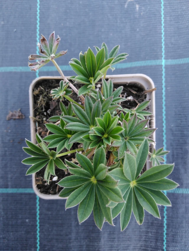 Altramuz Gallery Blue - 3. 4. 2025