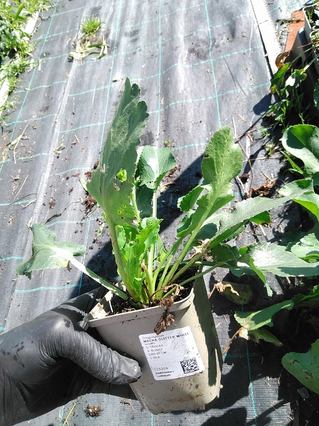 Sinipiikkiputki Glitter White - 19. 8. 2025