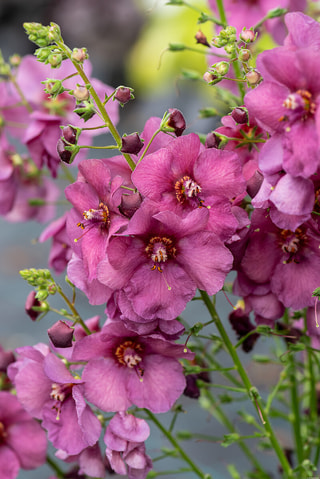 Divizna Plum Smokey, Loukykvět