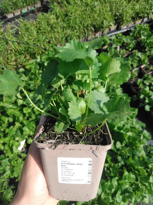 Malesiini Wine Red - 2024