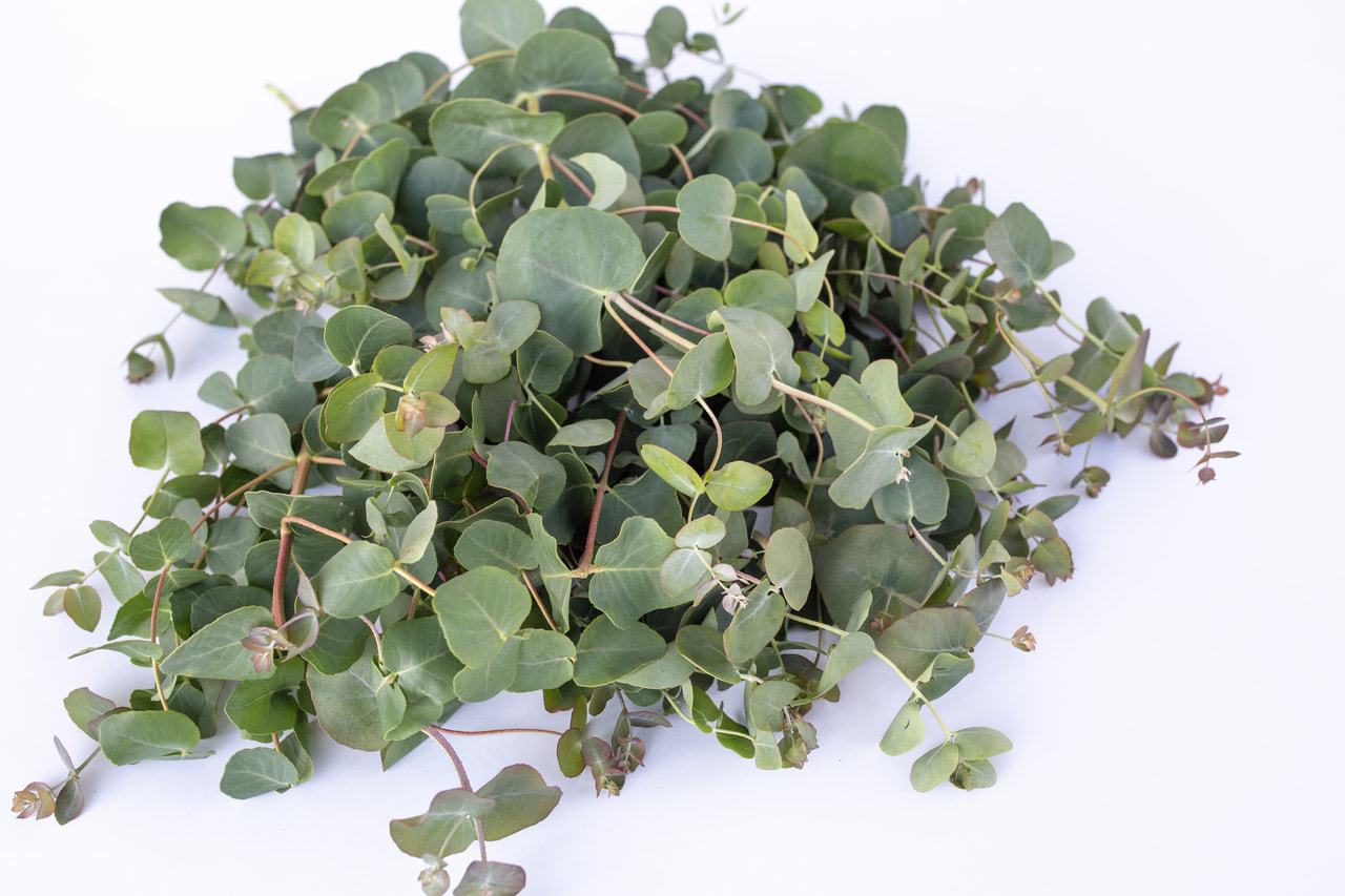 Eukalyptus Small Leaved Gum, Loukykvět