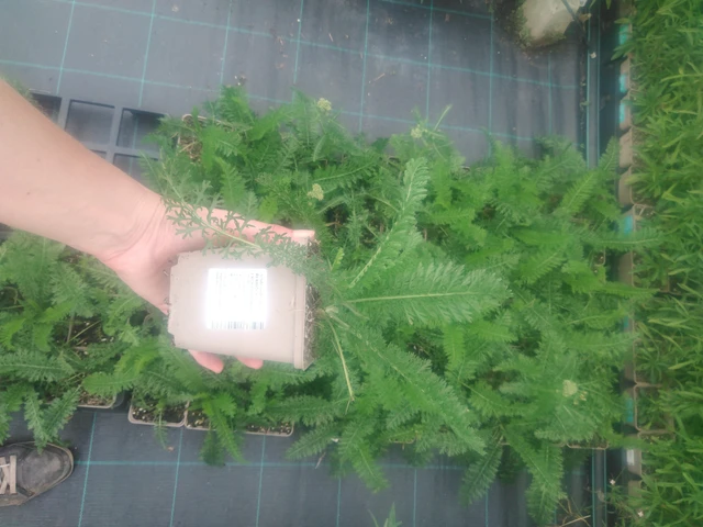 Řebříček Lachsschönheit - 2024