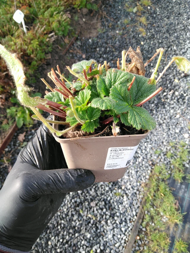 Geum Borisii - 31. 10. 2025