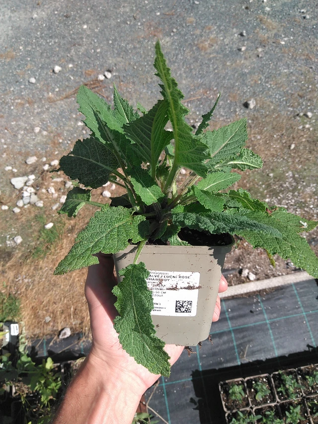 Šalvěj luční Rose Rhapsody - 27. 6. 2025