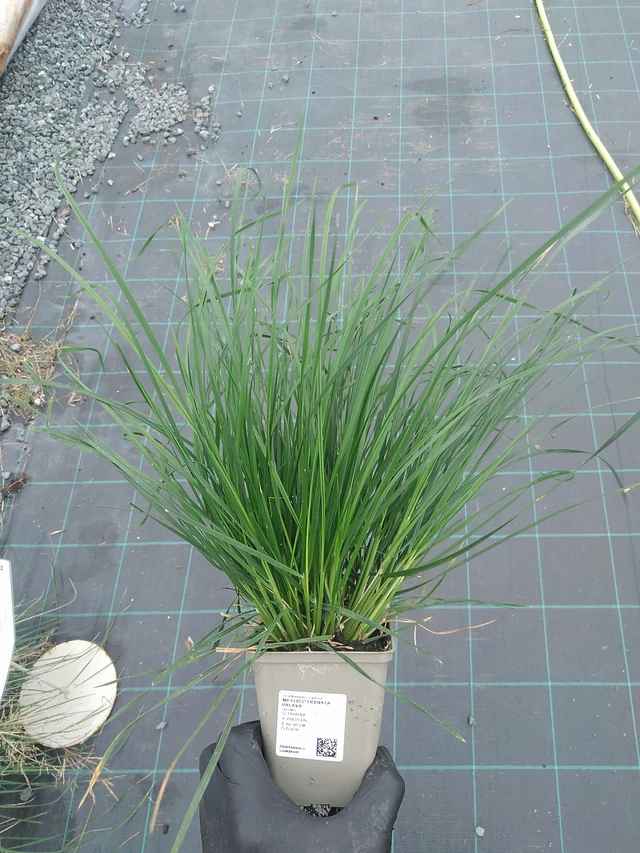 Metlice trsnatá Palava - 4. 8. 2025