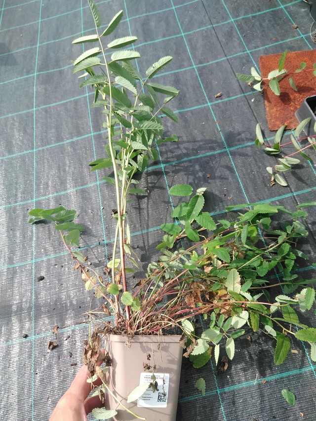 Veriruusuke Pieters - 24. 6. 2025