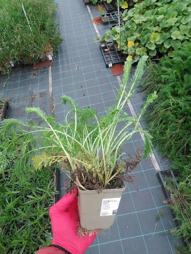 Milenrama Cerise Queen - 29. 7. 2025