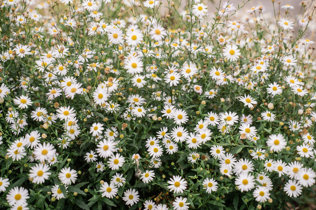 Astra ageratoides Starshine, Loukykvět