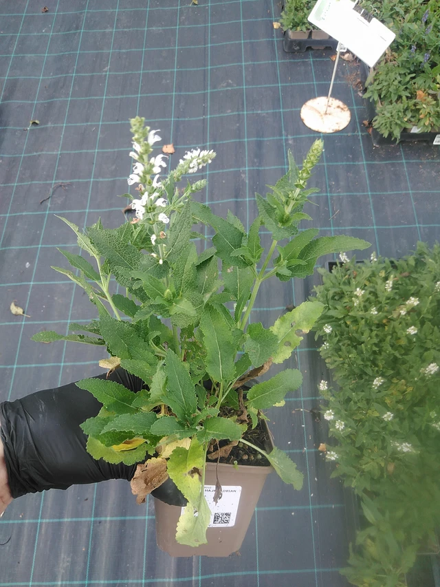 Salvia Adrian - 13. 10. 2025