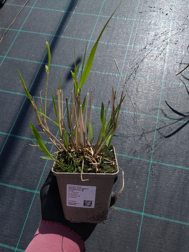 Vingergras Rehbraun - 11. 9. 2025