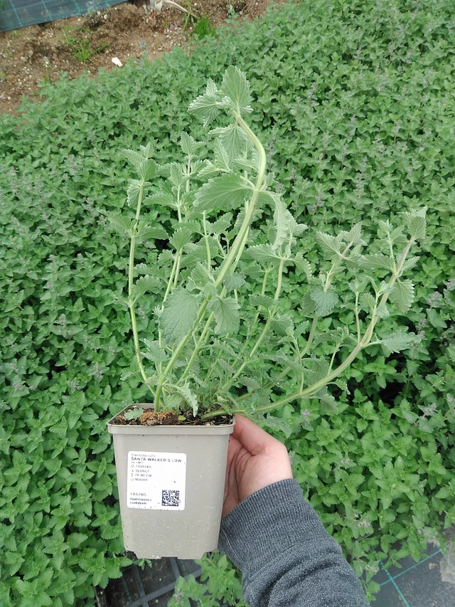 Hierba gatera Walker’s Low - 9. 6. 2025