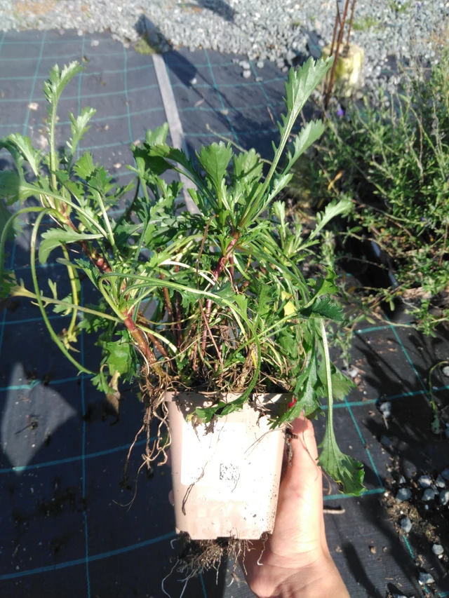 Kopretina Maikönigin - 11. 9. 2025