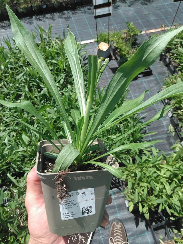 Goldenrod Solar Glory - 24. 6. 2025