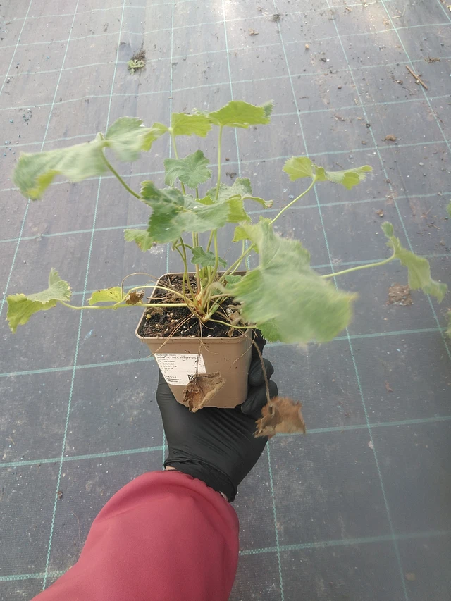 Kontryhel Irish Silk - 13. 10. 2025