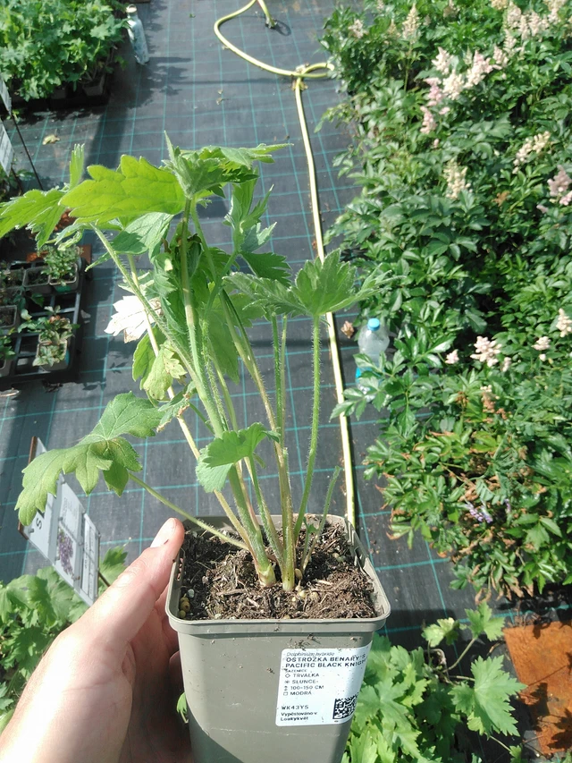 Ritarinkannus Benary’s Pacific Black Knight - 24. 6. 2025