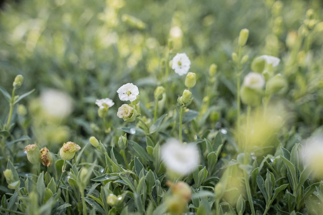 Silenka Weißkehlchen, Loukykvět