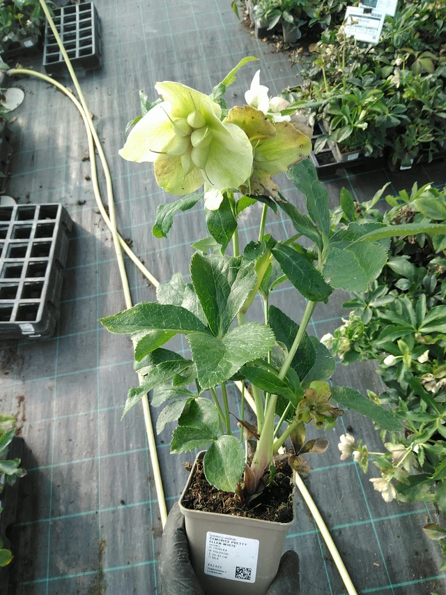 Eléboro Pretty Ellen White - 31. 10. 2025