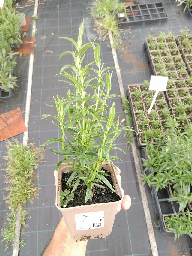 Penstemon Apple Blossom - 21. 7. 2025