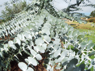 Eukalyptus Baby Blue, Loukykvět