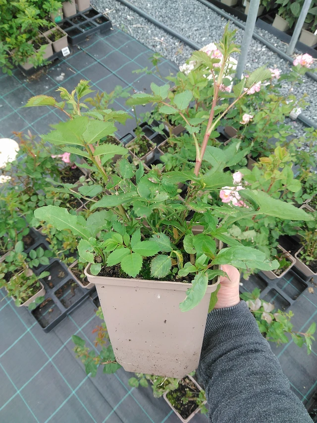 Rose Magical Sunset - 9. 6. 2025