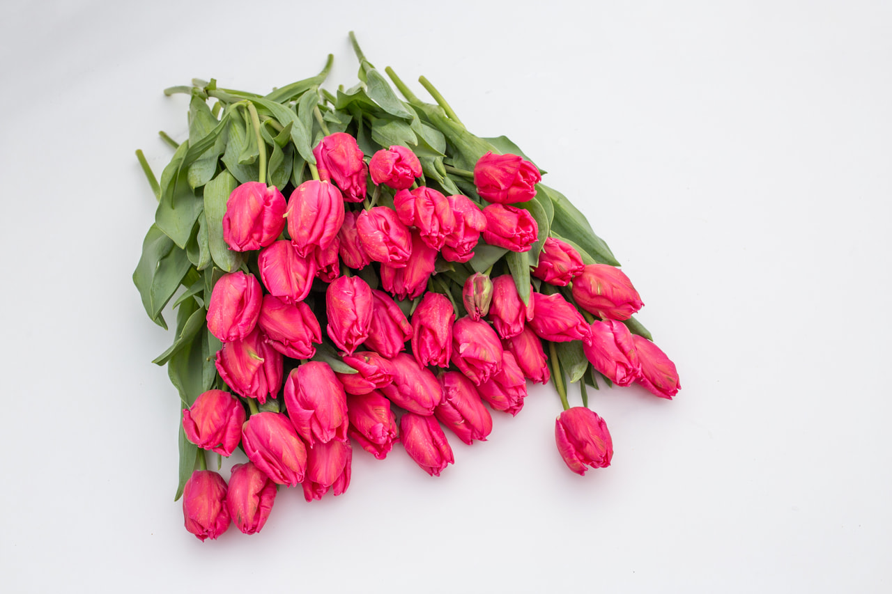 Tulip Marvel Parrot, Loukykvět