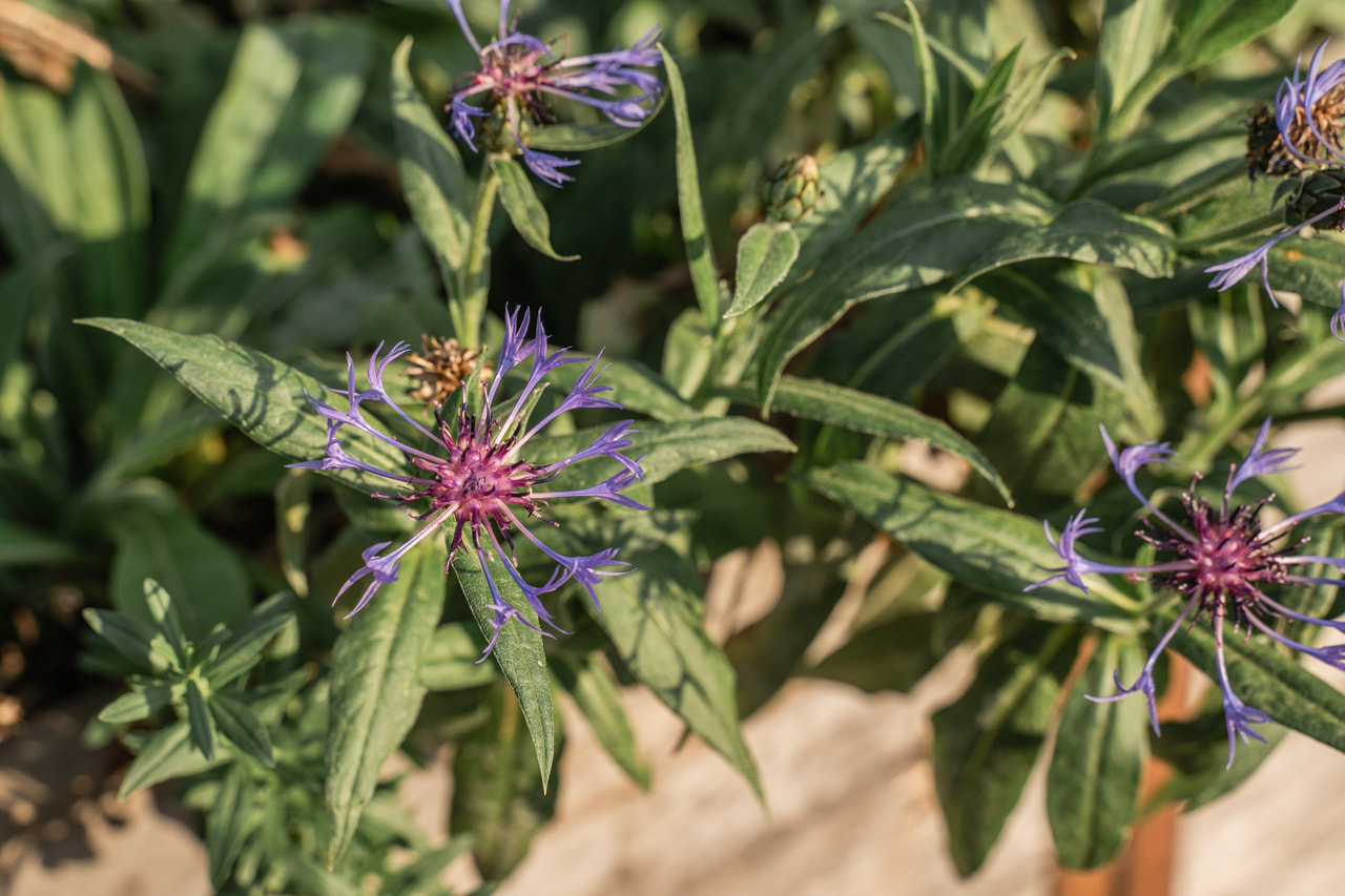Hegyi búzavirág, Loukykvět