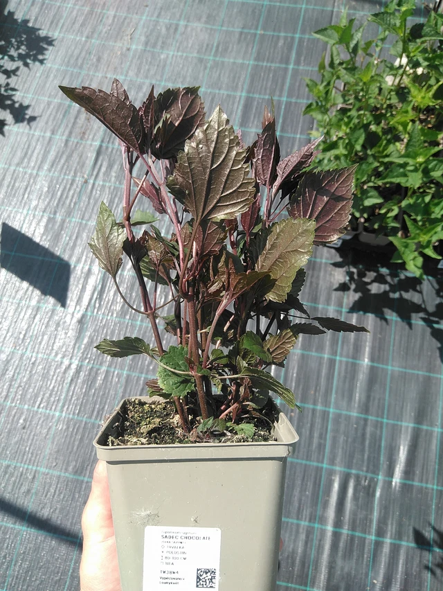 Punapähkämö Chocolate - 24. 6. 2025