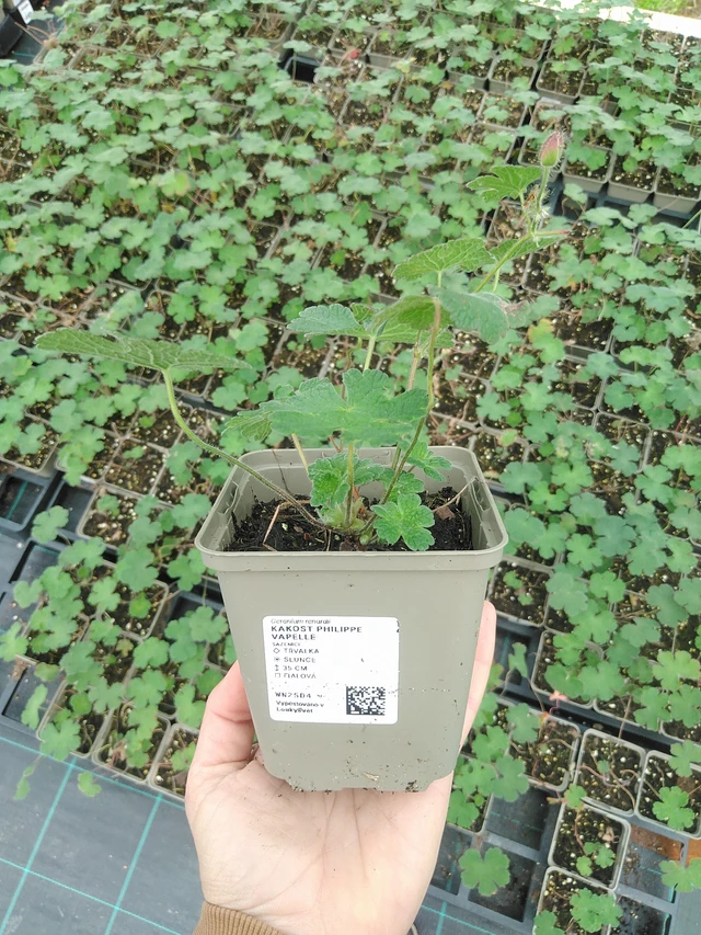 Kakost Philippe Vapelle - 9. 6. 2025