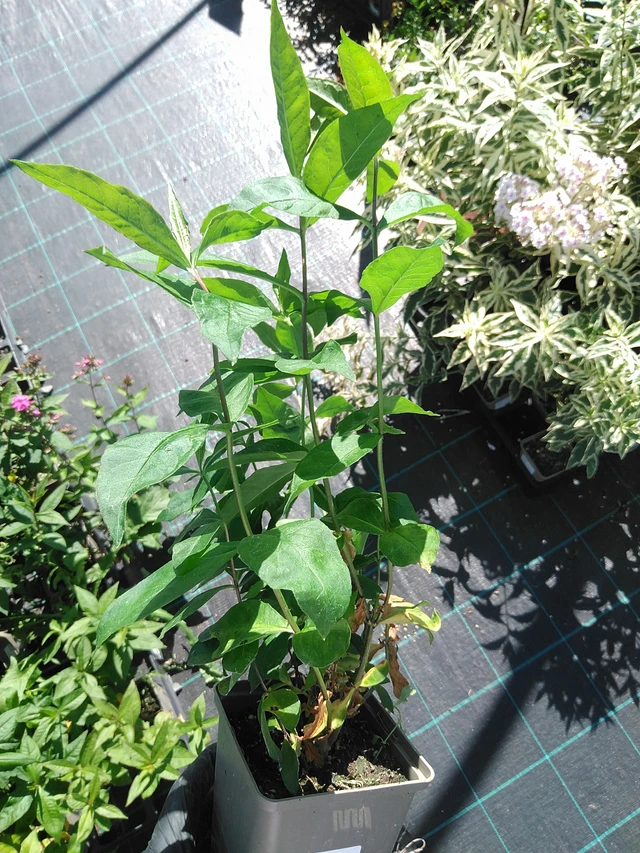 Flox Winnetou - 19. 8. 2025