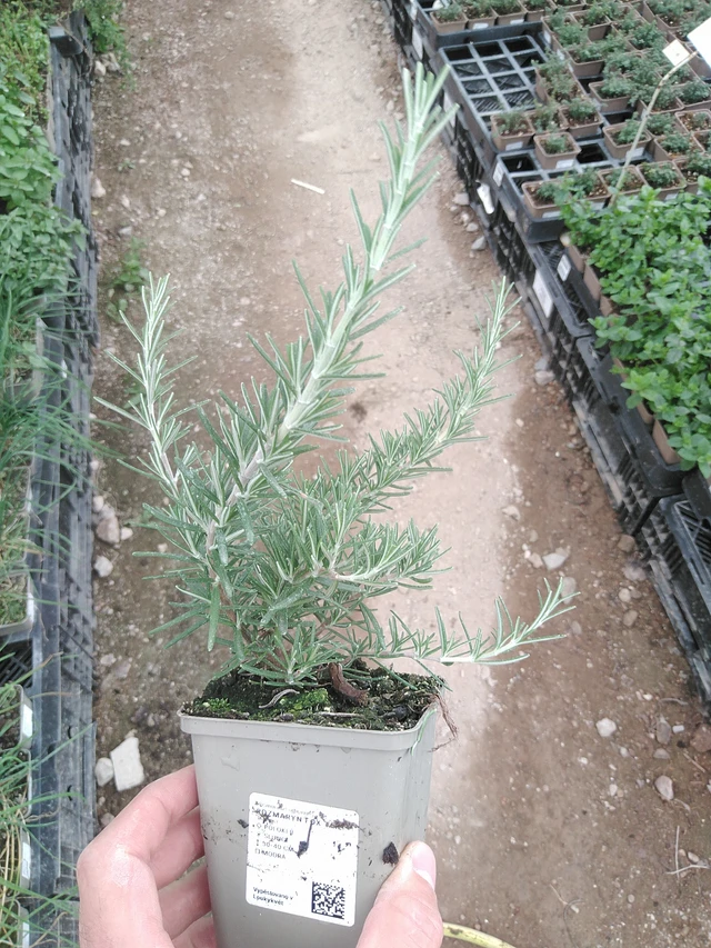 Romero Fox tail - 1. 8. 2025