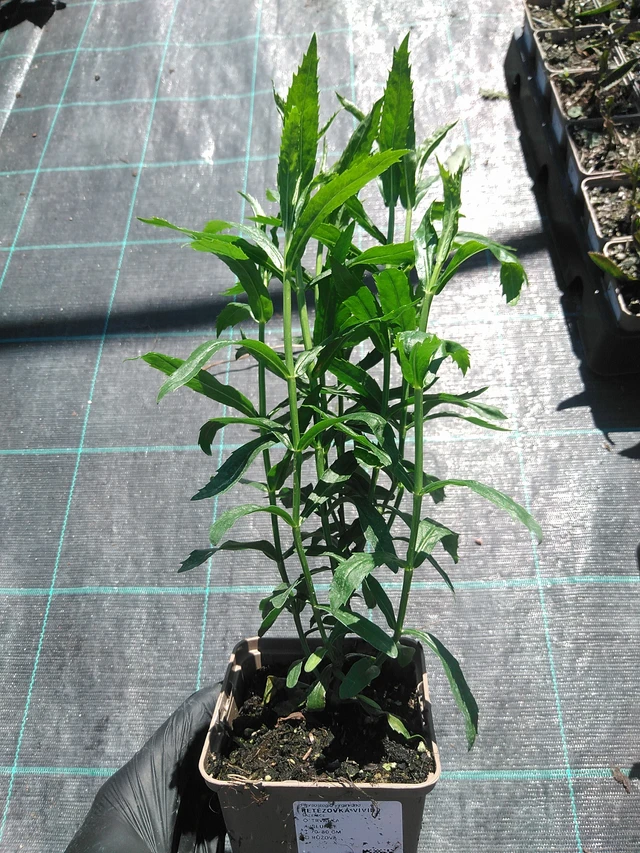 Řetězovka Vivid - 19. 8. 2025